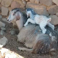 بره نره
