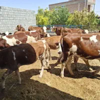 فروش فوری 15 راس گوساله سیمینتال