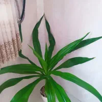 گل اشک ملکه شاداب
