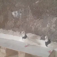 کبوتر|پرنده|کارون, |دیوار