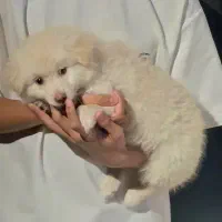توله اشپیز بامر ۳ماهه