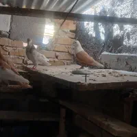 کبوتر رنگی