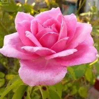 وسایل تزیینی