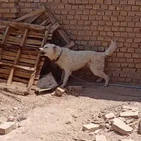 سگ سنگسری