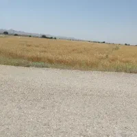 کاه