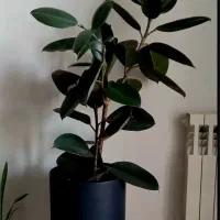 فیکوس با گلدان مهرنی نو