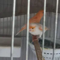 نر و ماده موزاییکی اورجینال با تخم و جوجه