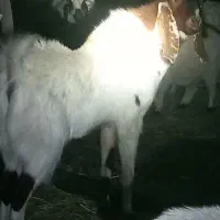 گوسفند