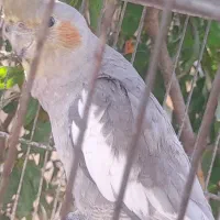 عروس هلندی