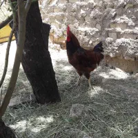 ۴ عدد خروس(گلین و محلی)
