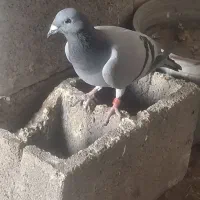 کبوتر