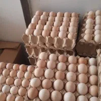 تخم مرغ محلی موجود است
