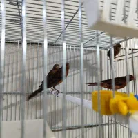 قناری|پرنده|شیراز, تندگویان|دیوار