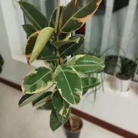 گل فیکوس