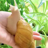 حلزون طبی آلبینو