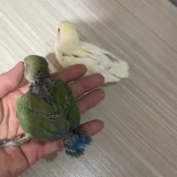 جوجه برزیلی چهل روزه و ۳۵روزه