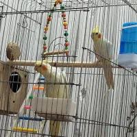 عروس هلندی