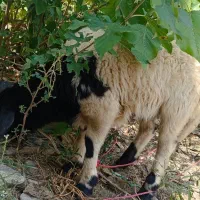 گوسفند،بره