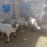 بره|حیوانات مزرعه|گلزار, |دیوار