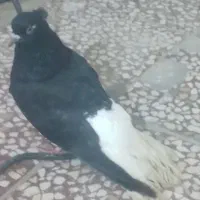 باسلام ۵عدد اشعل برا فروش دارم
