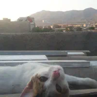 واگذاری رایگان گربه نر خانگی ۶ ماهه