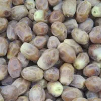 خرمای زاهدی