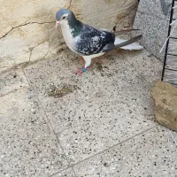کبوتر چادری