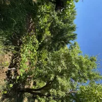 باغ بادام و انگور