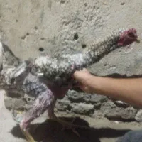 لاری فروش ومعاوضه