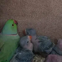 جوجه ملنگو سرلاکی درشت