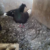 ماده زاغ دمسفید دم گرد فروشی