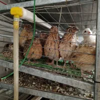 بلدرچین ارگانیک