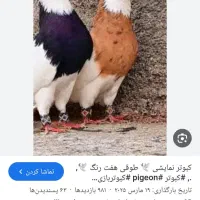 کفتر طوق قرمز