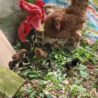 فروش مرغ و جوجه