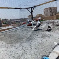 کفتر ساده