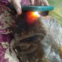 کهربا دوکیلویی