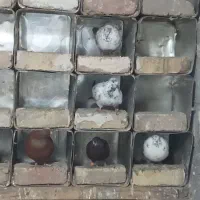 کبوتر