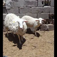 یک راس میش بره  لاکن شهربابک
