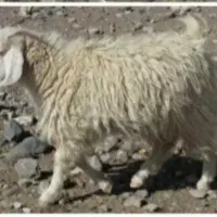 فروش وخرید کورک و پوست کورکی در کهنوج