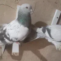 کفتر|پرنده|شیراز, مبعث|دیوار