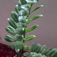 زامفولیا برگ انجیری