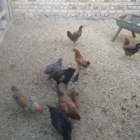 فروش 9عدد مرغ تخم گذار