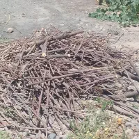 چوب خشک باغ مخصوص هیزم