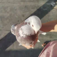 سلام این پرنده گمشده