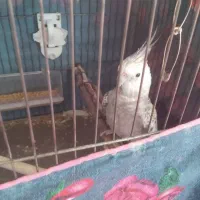 پرنده معاوضه