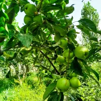 الو زرد. سیب تابستانه . نلک