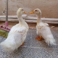 دو تا اردک سالم و تمیز