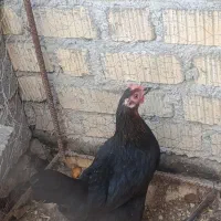 مرغ