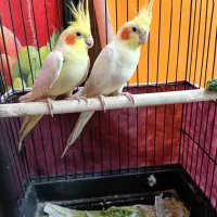 عروس هلندی برای معاوضه