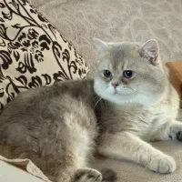 نیازمند گربه ماده مناسب جهت جفتگیری